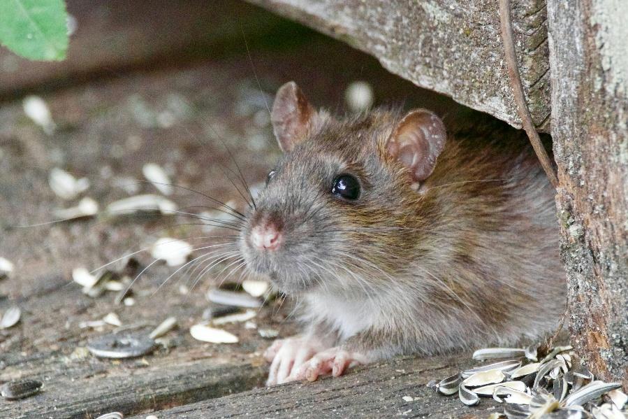 A rodent calling for attention and professional rat control in Clovis