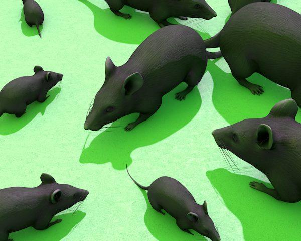 Several rats needing expert rodent extermination in Clovis