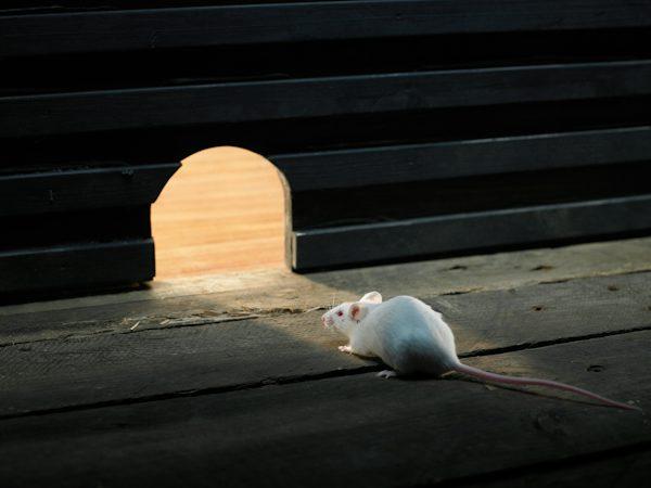 Professional rat control in Clovis helping remove active rodents.