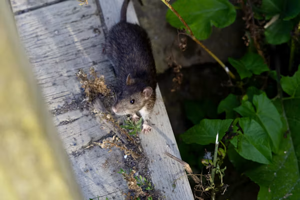 Warning signs of a possible rodent infestation around a home.
