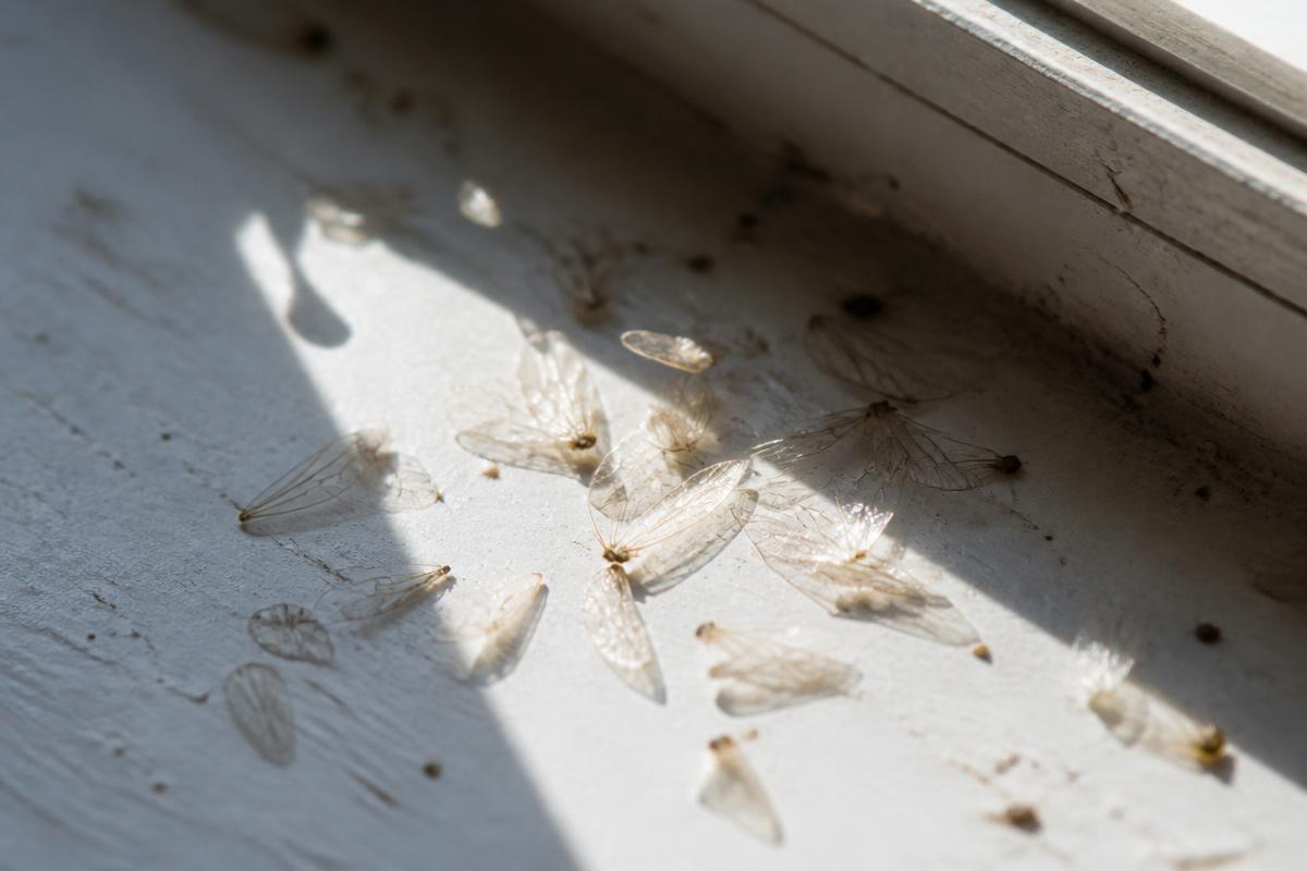 Discarded translucent insect wings scattered on a white windowsill after a swarm
