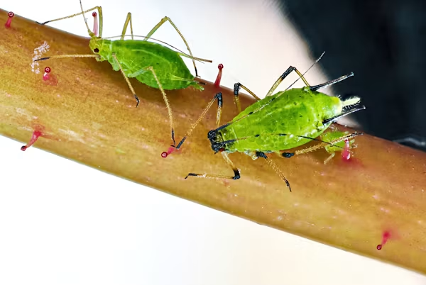 Common household pests in Central Valley homes