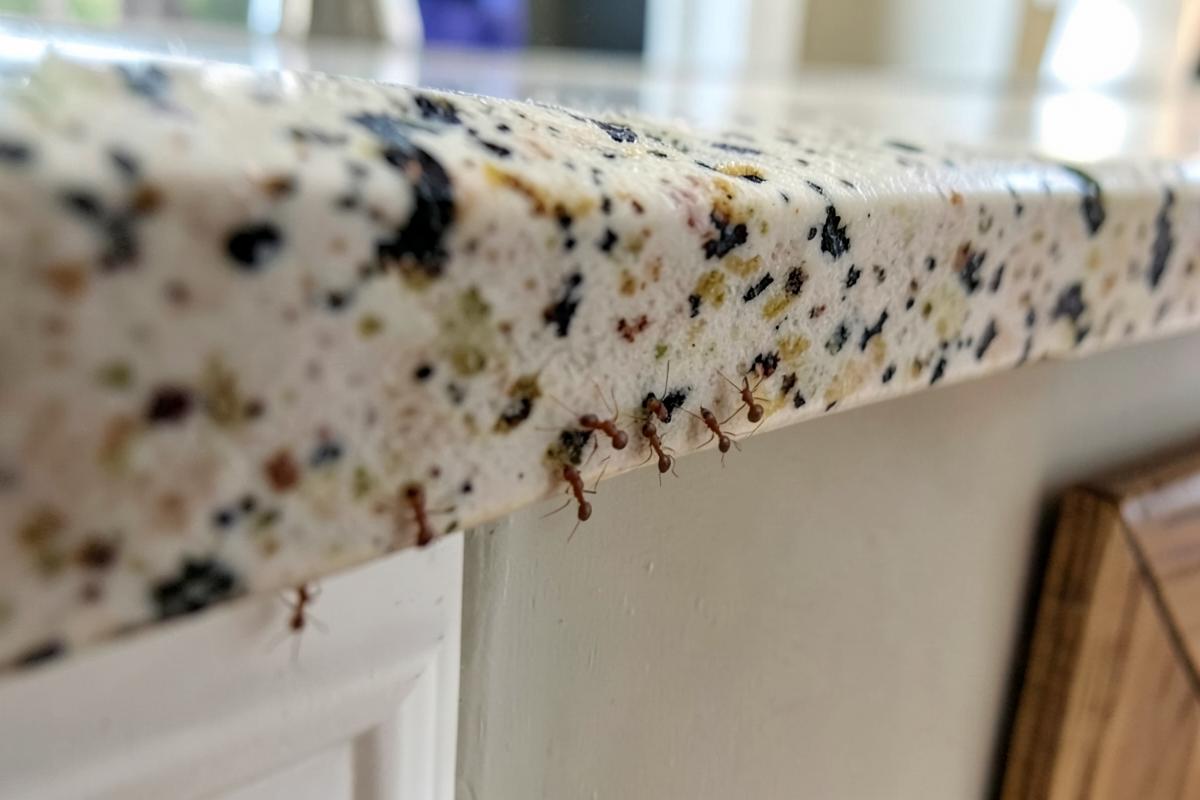 Ant infestation signs around a Central Valley home