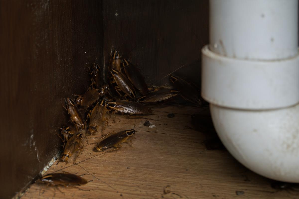 German cockroach infestation requiring German cockroach control in Central Valley