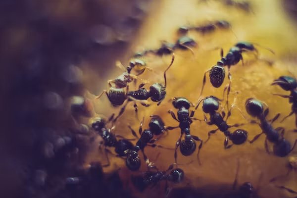 Professional pest control technician checking home entry points