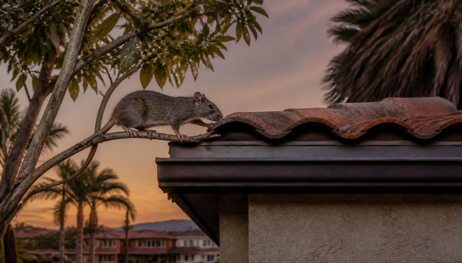Roof Rats in Attics: What Actually Works (and What Doesn't)