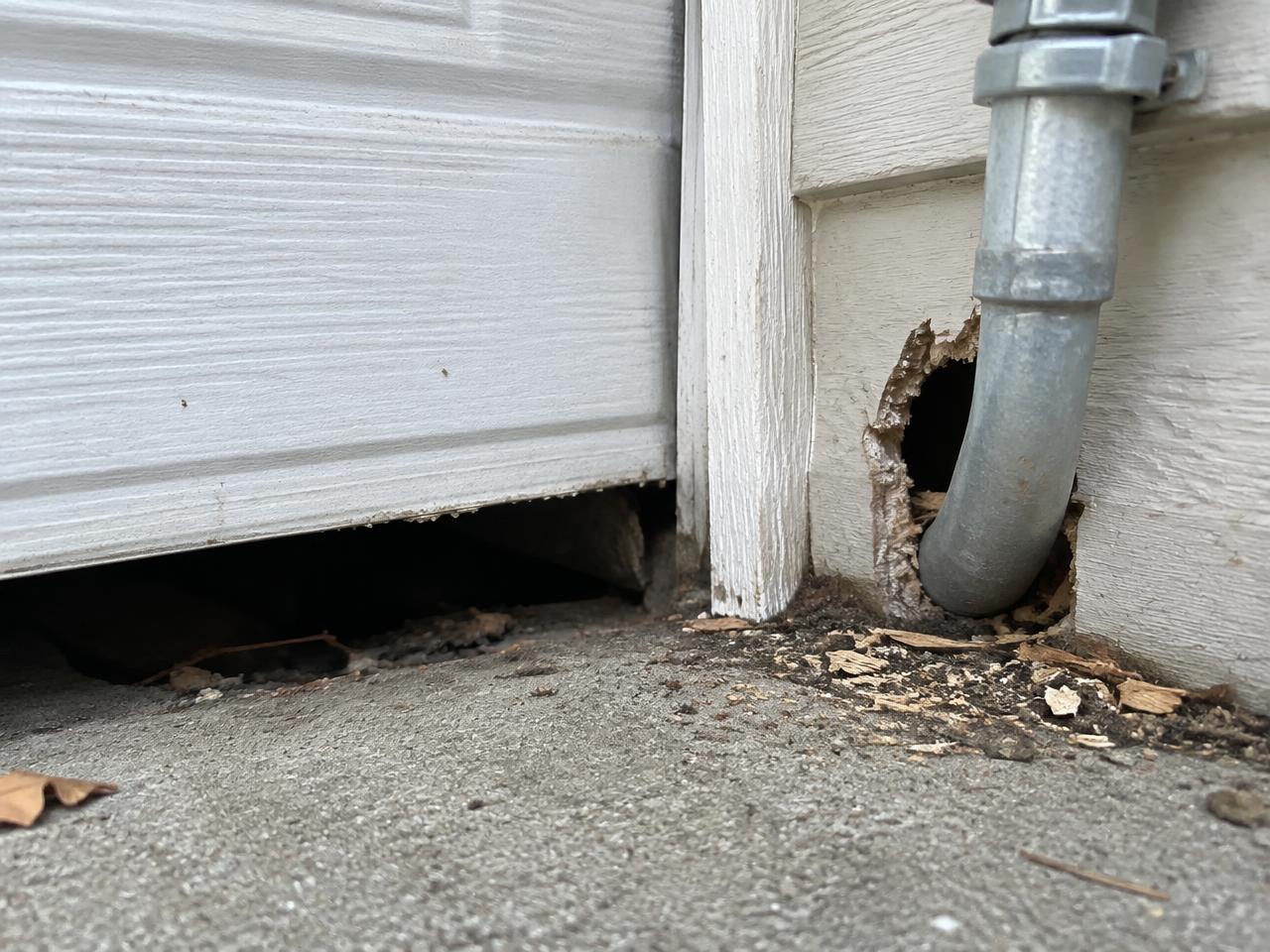 Rodent entry points checked during rodent control in Hanford, CA