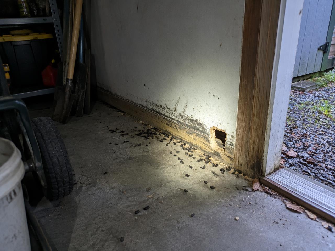 Rodent entry points checked during rodent control in Reedley, CA
